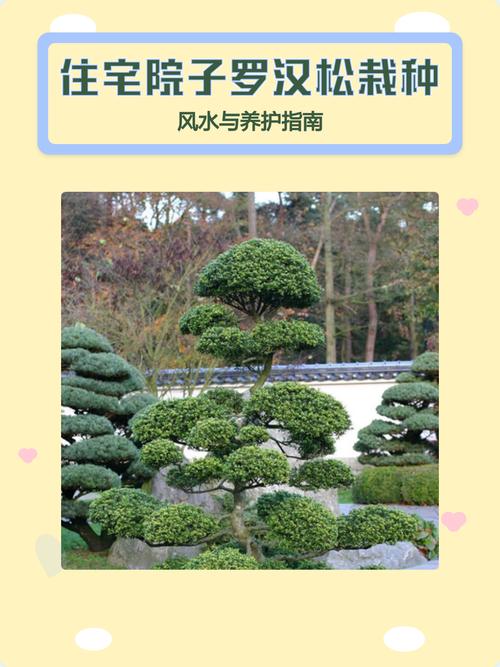 屋后种罗汉松树好不好?庭院应用、规格选择与移栽养护全指南 FAQ