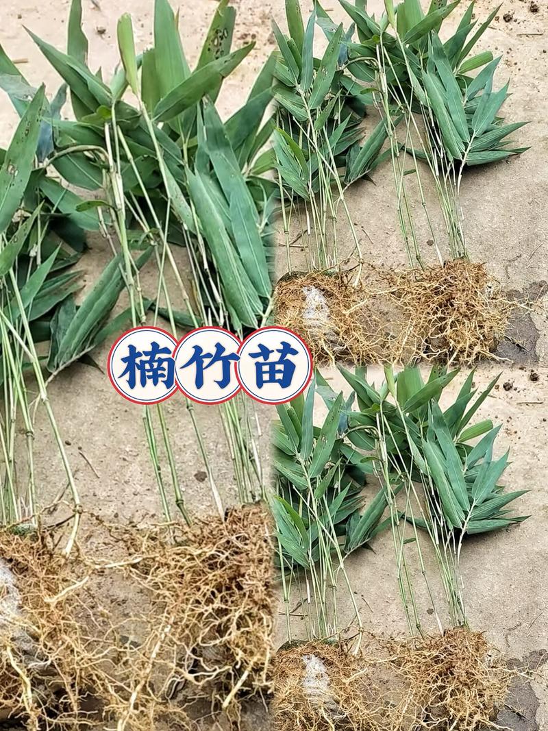 四川常见竹子品种一览