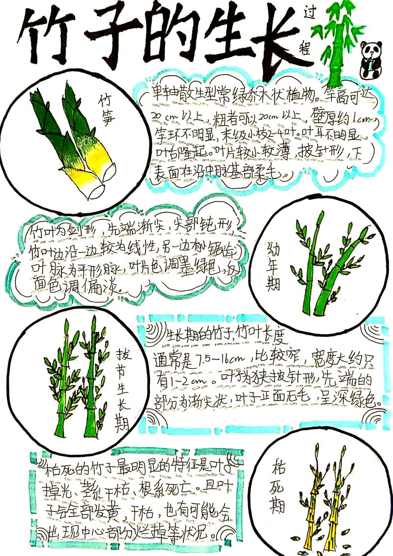 重点栽培指南：以毛竹（楠竹）为例