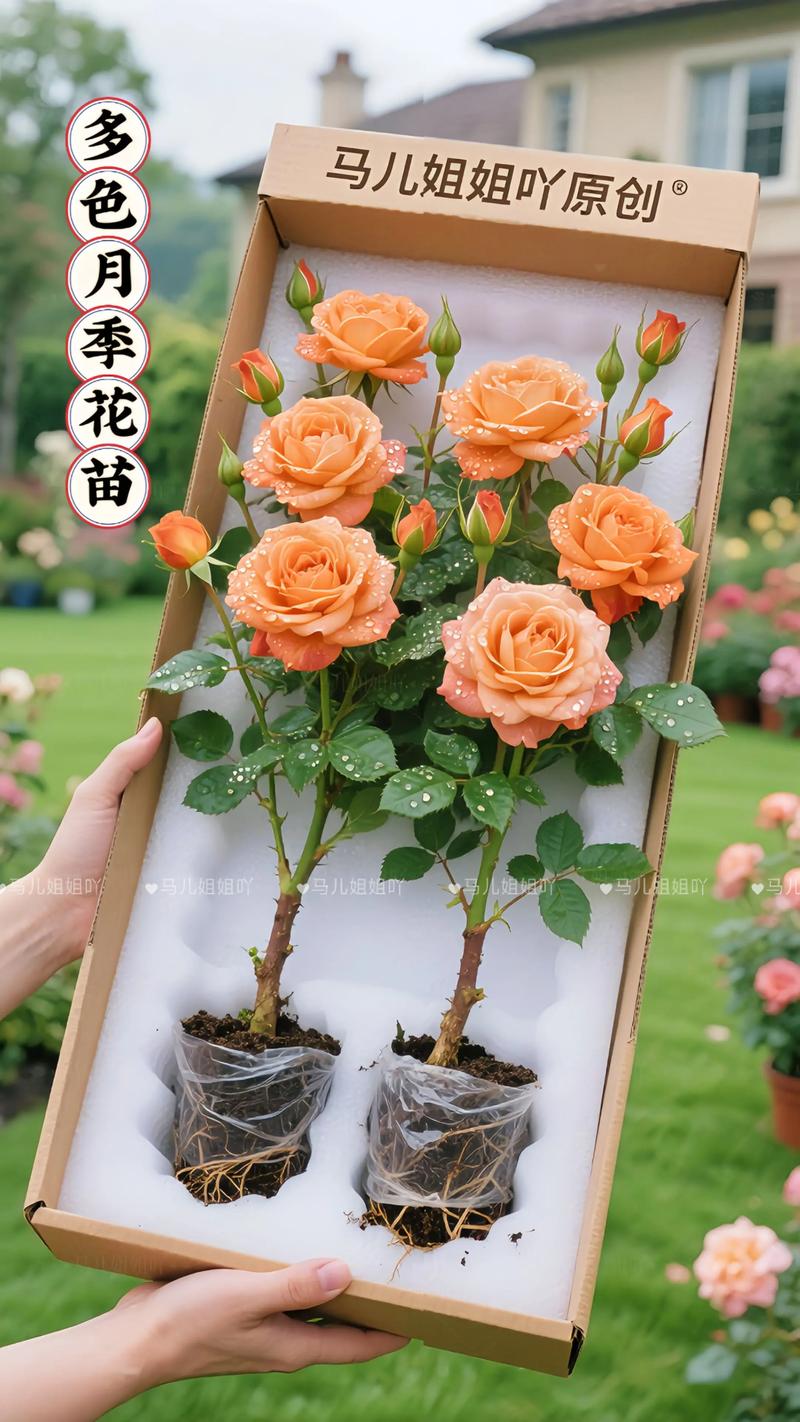 月季花适合室内种植吗？科学分析及盆栽养护指南