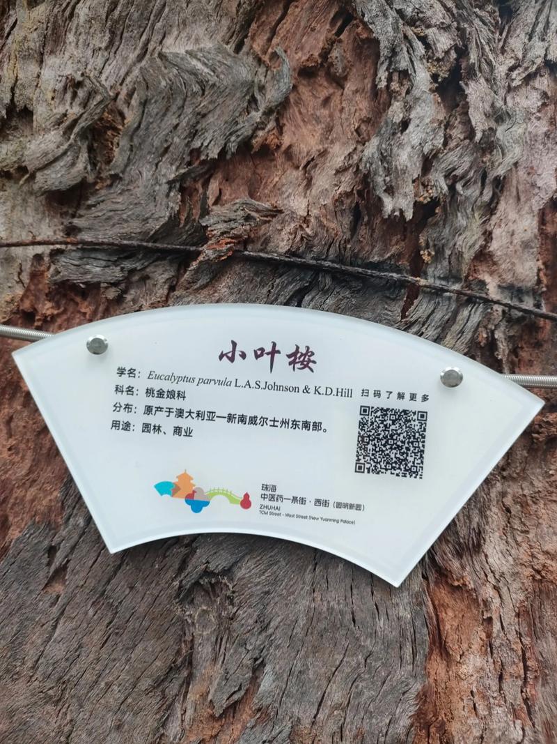 园艺中的桉树:一吨桉树等于多少立方米?从木材换算到种植养护全解析 五、注意事项