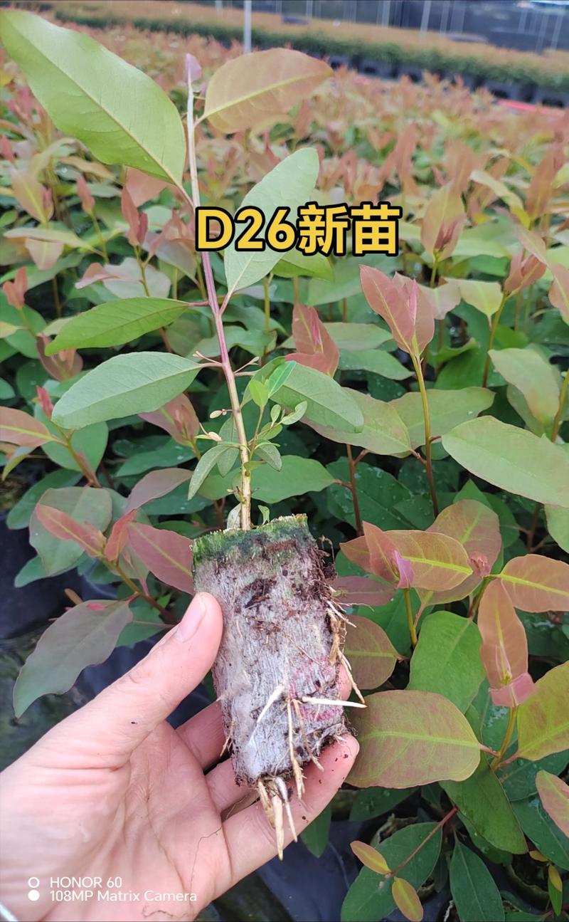 园艺中的桉树:一吨桉树等于多少立方米?从木材换算到种植养护全解析 四、园艺中的木材换算应用