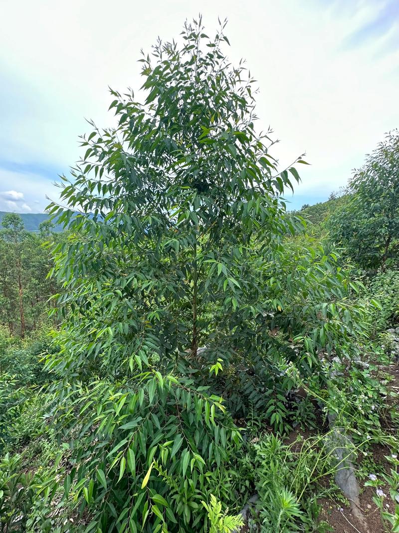 园艺中的桉树:一吨桉树等于多少立方米?从木材换算到种植养护全解析 三、园艺中桉树的种植与养护要点