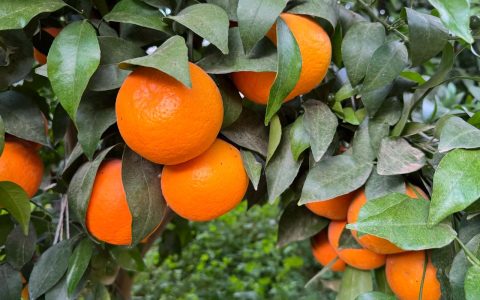 沃柑种植全攻略：最佳产地选择与高产种植技术指南