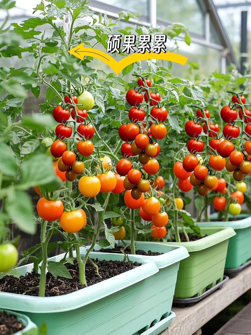 小番茄怎么种?从选时到缓苗,7步实操指南让你收获爆盆 小番茄怎么种?从选时到缓苗,7步实操指南让你收获爆盆