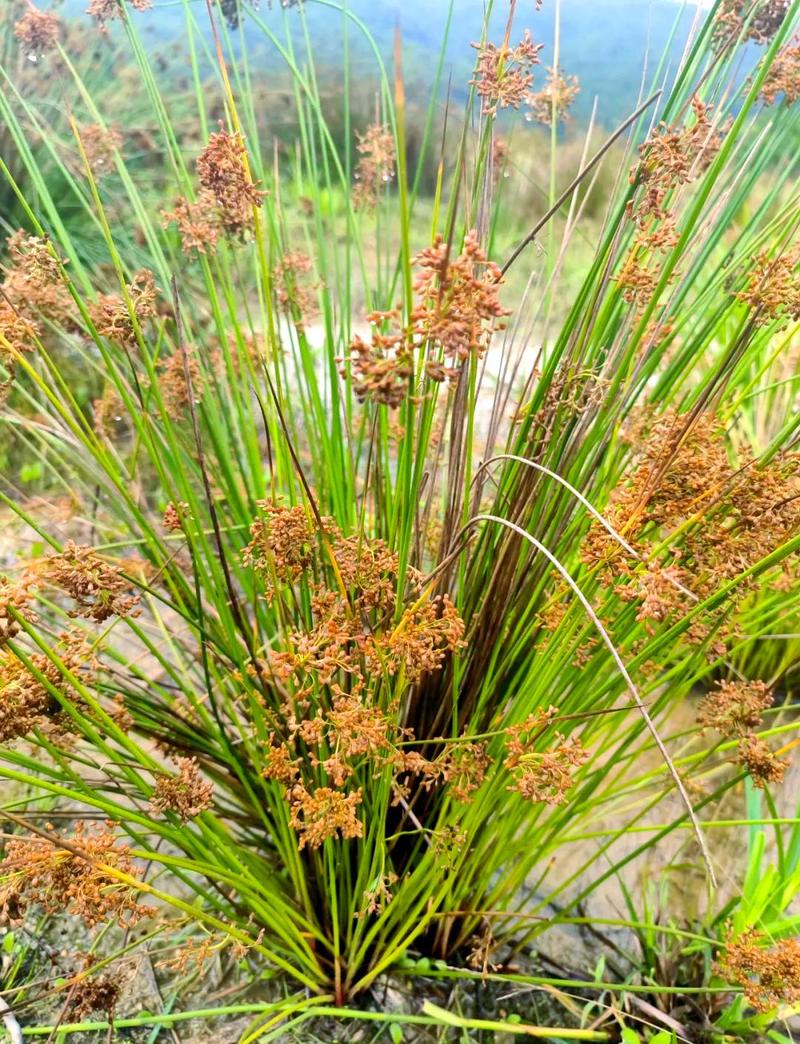 灯心草是芦苇吗? 池塘与河道应用场景详解