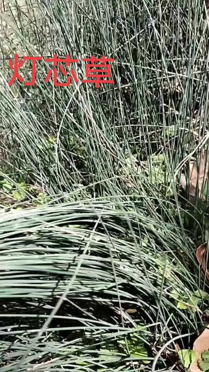 灯心草是芦苇吗? 常见错误:灯心草与芦苇混用时的三大误区