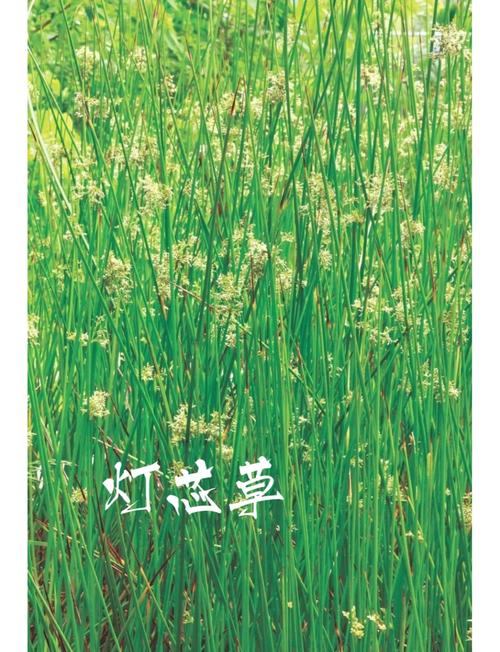 灯心草是芦苇吗? 常见问题 FAQ