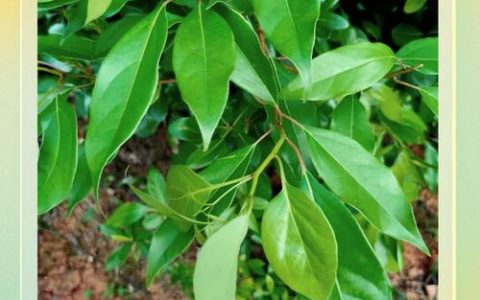 樟树是四季常青吗？精准地域种植指南与养护全解析