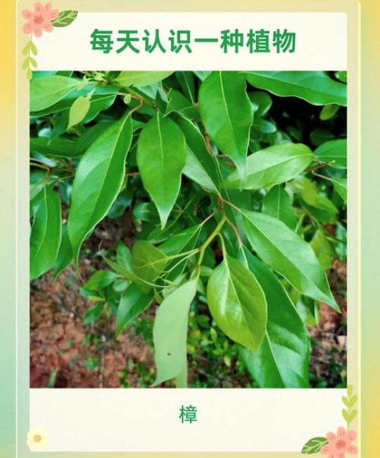 樟树是四季常青吗？精准地域种植指南与养护全解析