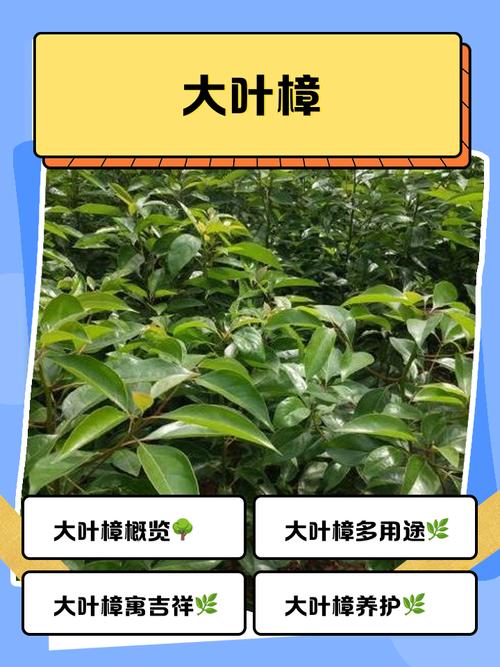 六、南北种植差异化建议（核心操作）