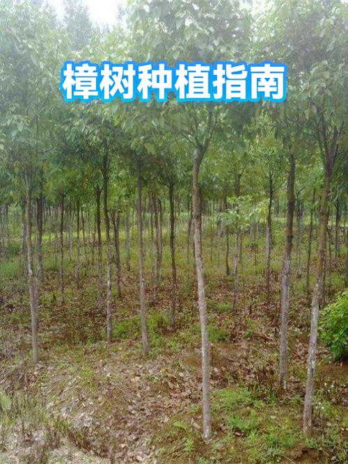 七、常见误区纠正