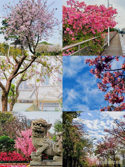 华农樱花观赏指南:校园最佳赏樱地点全攻略 三、湿地公园:静谧的野趣赏樱点