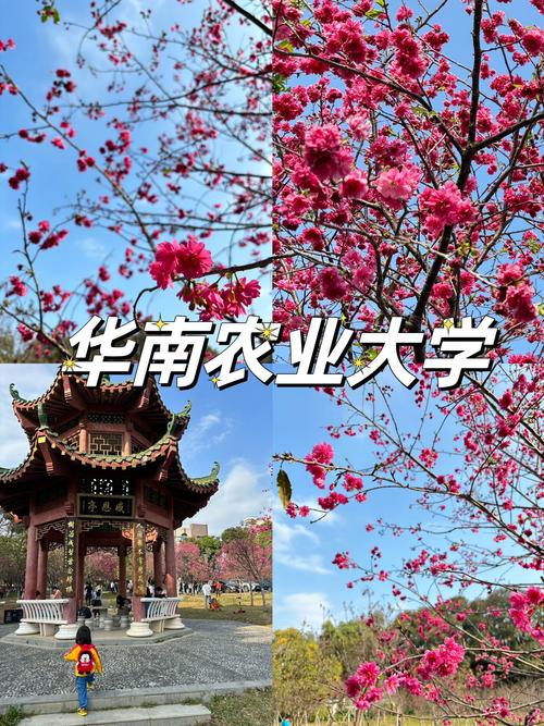 华农樱花观赏指南:校园最佳赏樱地点全攻略 二、紫荆桥与紫荆路:花海与车流的浪漫碰撞