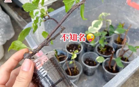 梅花扦插成活率高的关键技术指南