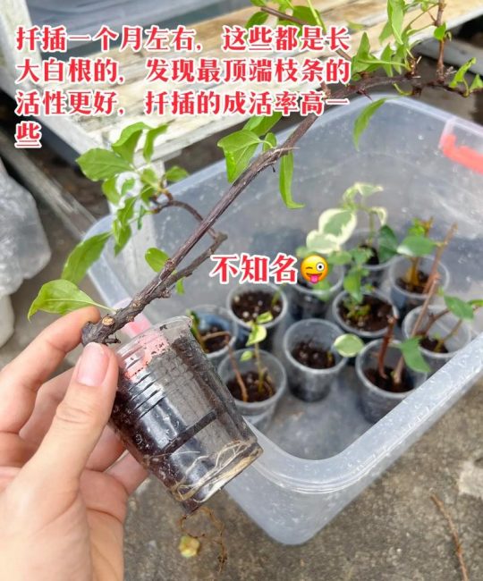 梅花扦插成活率高的关键技术指南