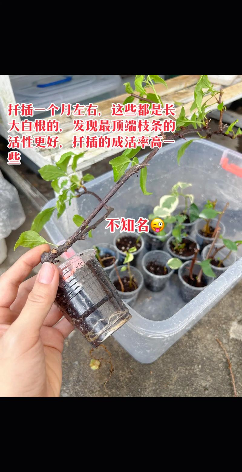 梅花扦插成活率高的关键技术指南 为什么你的梅花扦插总是不生根?——品种差异是关键