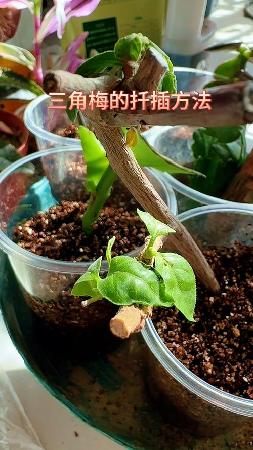 梅花扦插成活率高的关键技术指南 操作流程与关键控制节点——每一个细节都决定生死