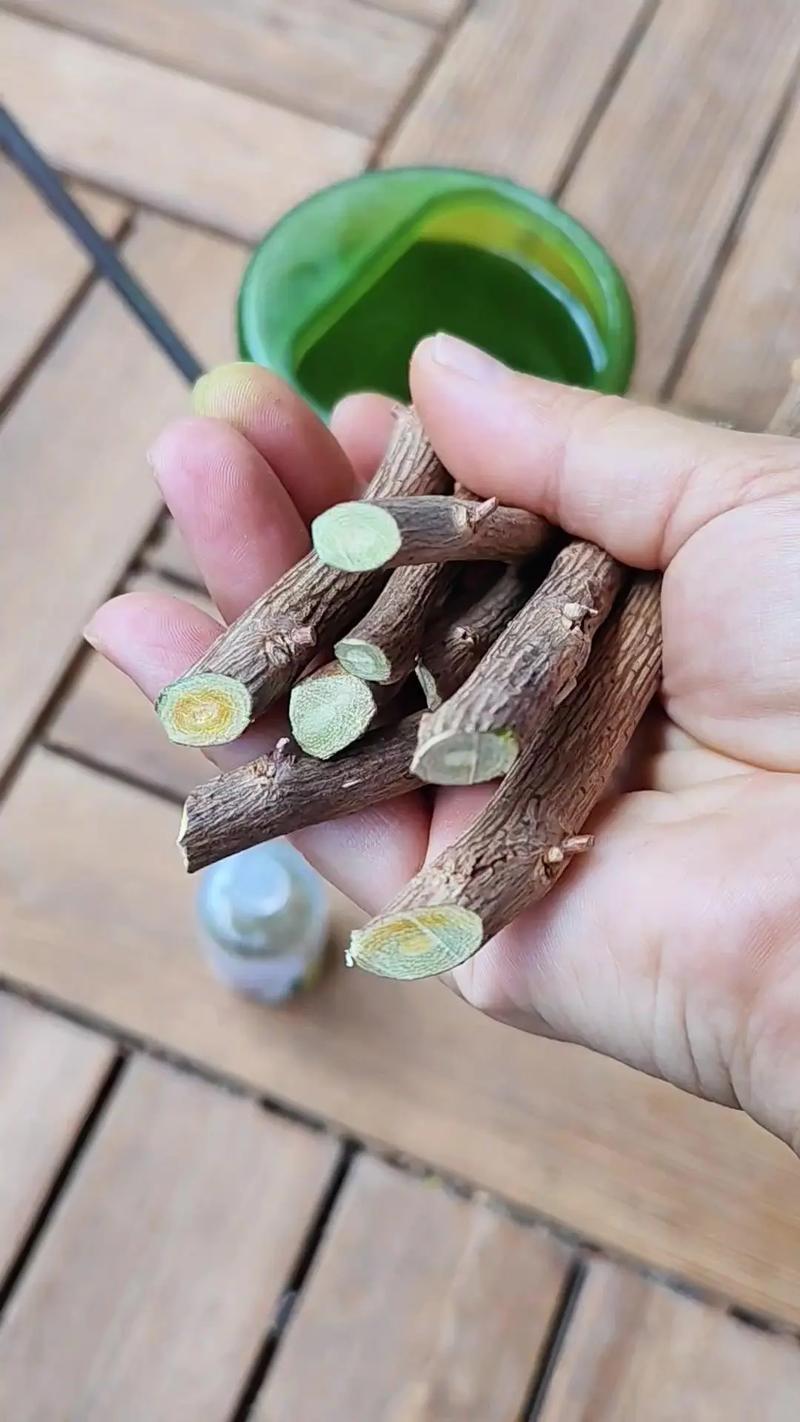 梅花扦插成活率高的关键技术指南 基质配比与温湿度参数——给根系一个“标准间”