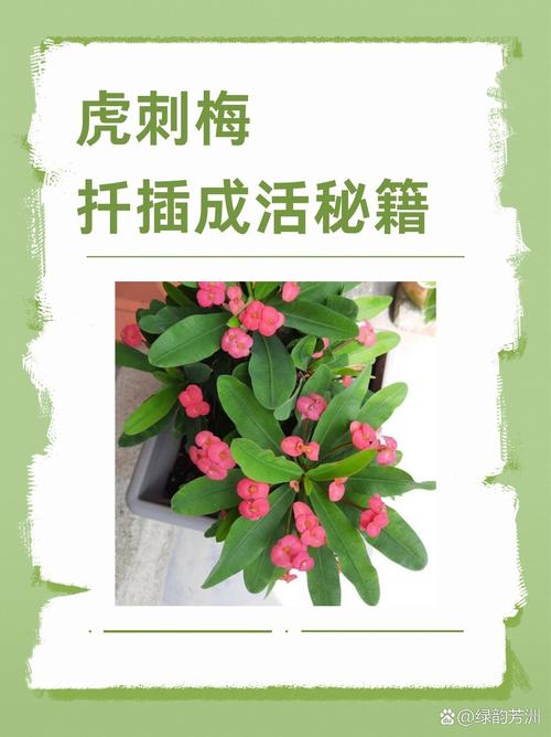 梅花扦插成活率高的关键技术指南 影响成活率的四大因素——提前规避风险