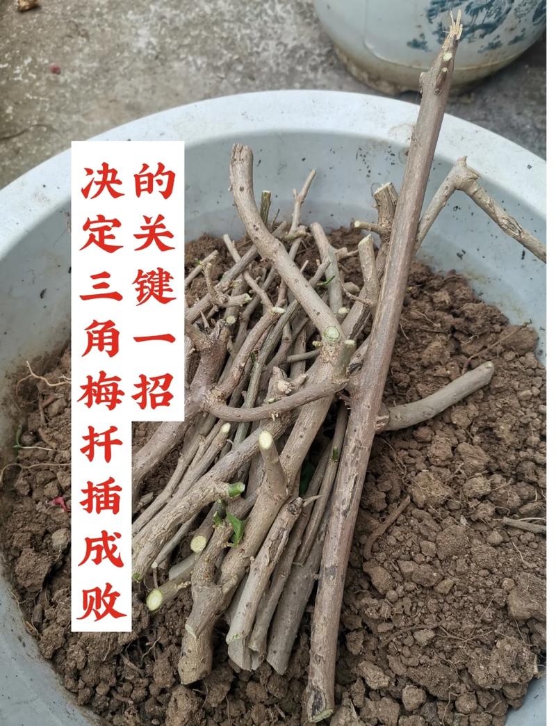 梅花扦插成活率高的关键技术指南 幼苗管理与移栽决策——从“活”到“壮”