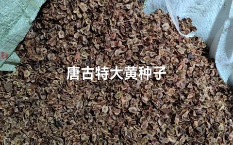大黄的种子是什么样的：形态特征与种植指南