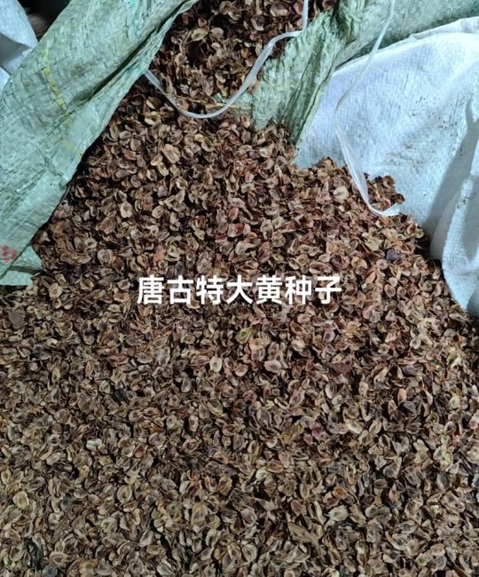大黄的种子是什么样的：形态特征与种植指南