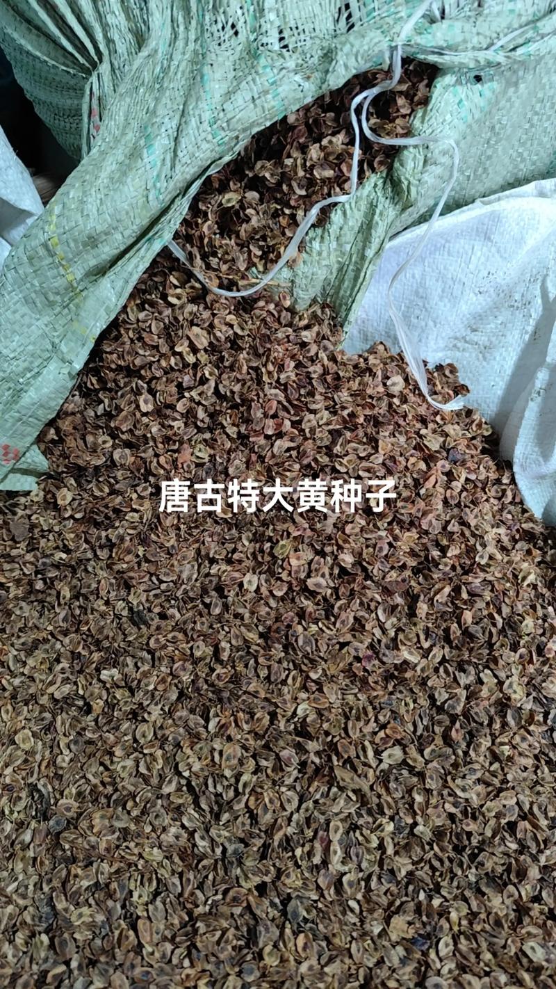 大黄的种子是什么样的:形态特征与种植指南 大黄的种子是什么样的:形态特征与种植指南