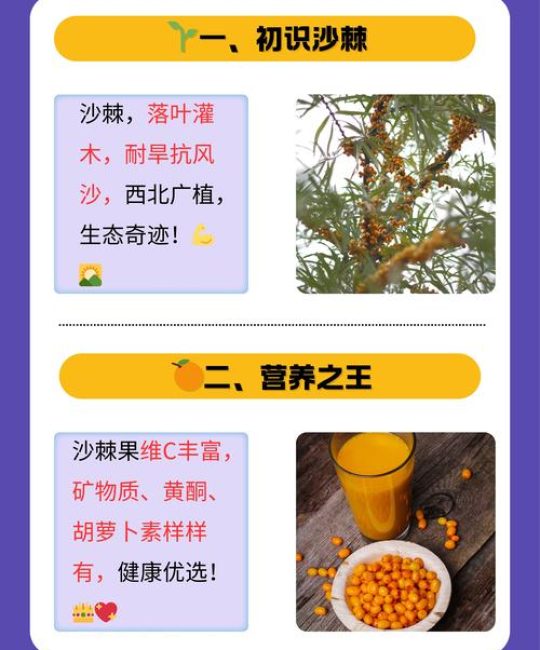 沙棘种子采购指南：科学选择可靠供应商的四大核查步骤