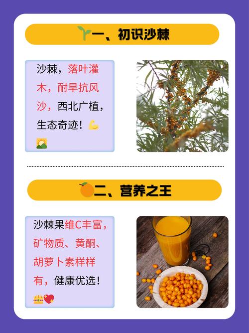 沙棘种子采购指南:科学选择可靠供应商的四大核查步骤 第一步:明确采购需求,初步筛选候选渠道