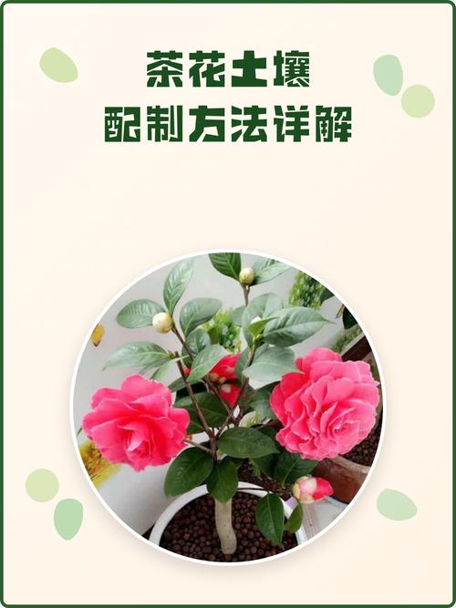 泥炭土可以养茶花吗?茶花土壤配比与养护全攻略 盆栽/地栽选择决策