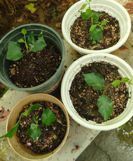茉莉花扦插成功率提升90%的品种差异方案：从基质配比到炼苗全流程精解