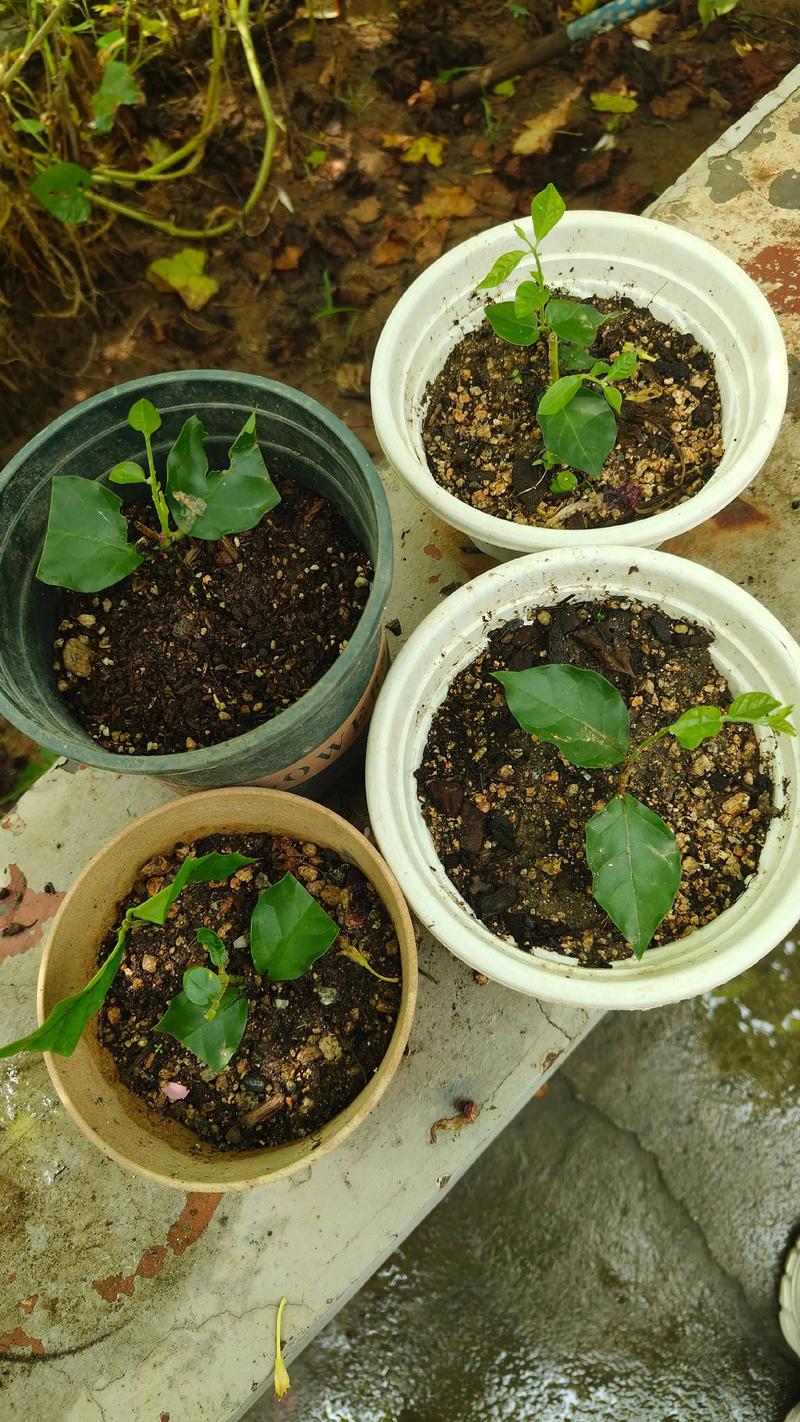 茉莉花扦插成功率提升90%的品种差异方案:从基质配比到炼苗全流程精解 一、品种鉴定与繁殖方式筛选