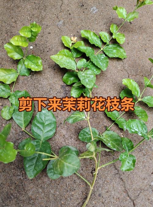 茉莉花扦插成功率提升90%的品种差异方案:从基质配比到炼苗全流程精解 三、操作流程与关键节点控制