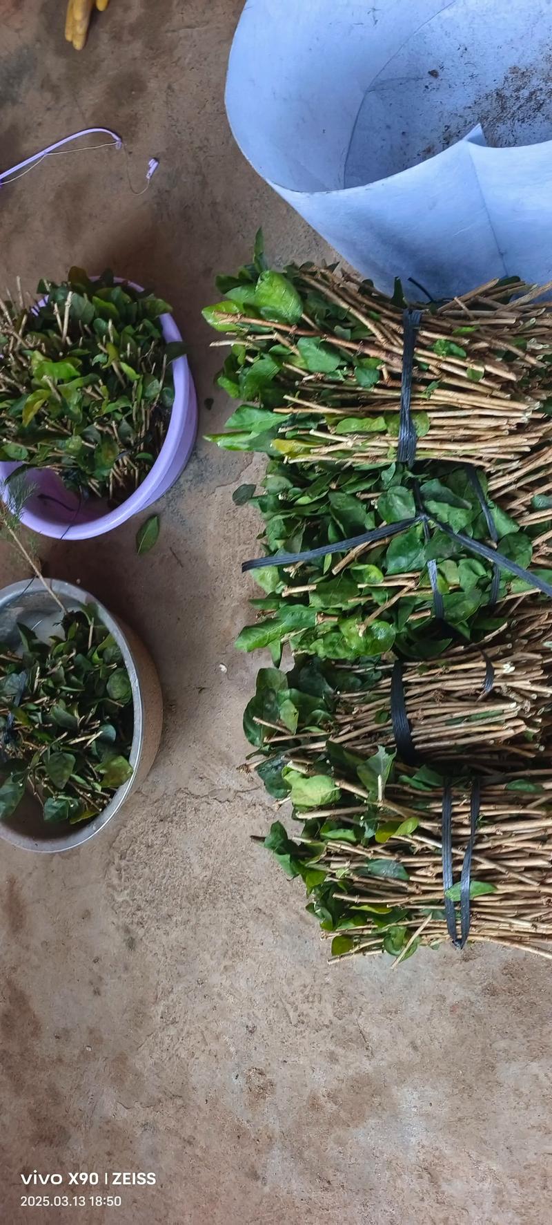 茉莉花扦插成功率提升90%的品种差异方案:从基质配比到炼苗全流程精解 二、基质配制与环境参数设定