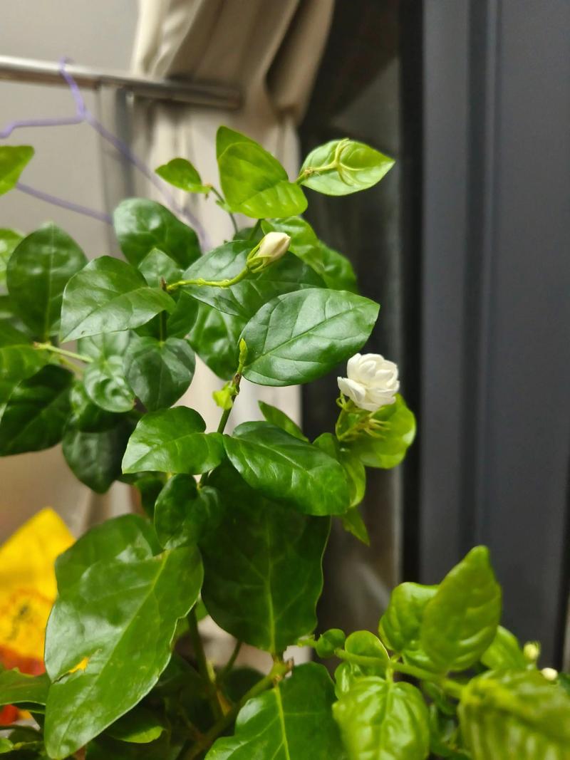 茉莉花扦插成功率提升90%的品种差异方案:从基质配比到炼苗全流程精解 四、成活率影响因素分析与失败诊断