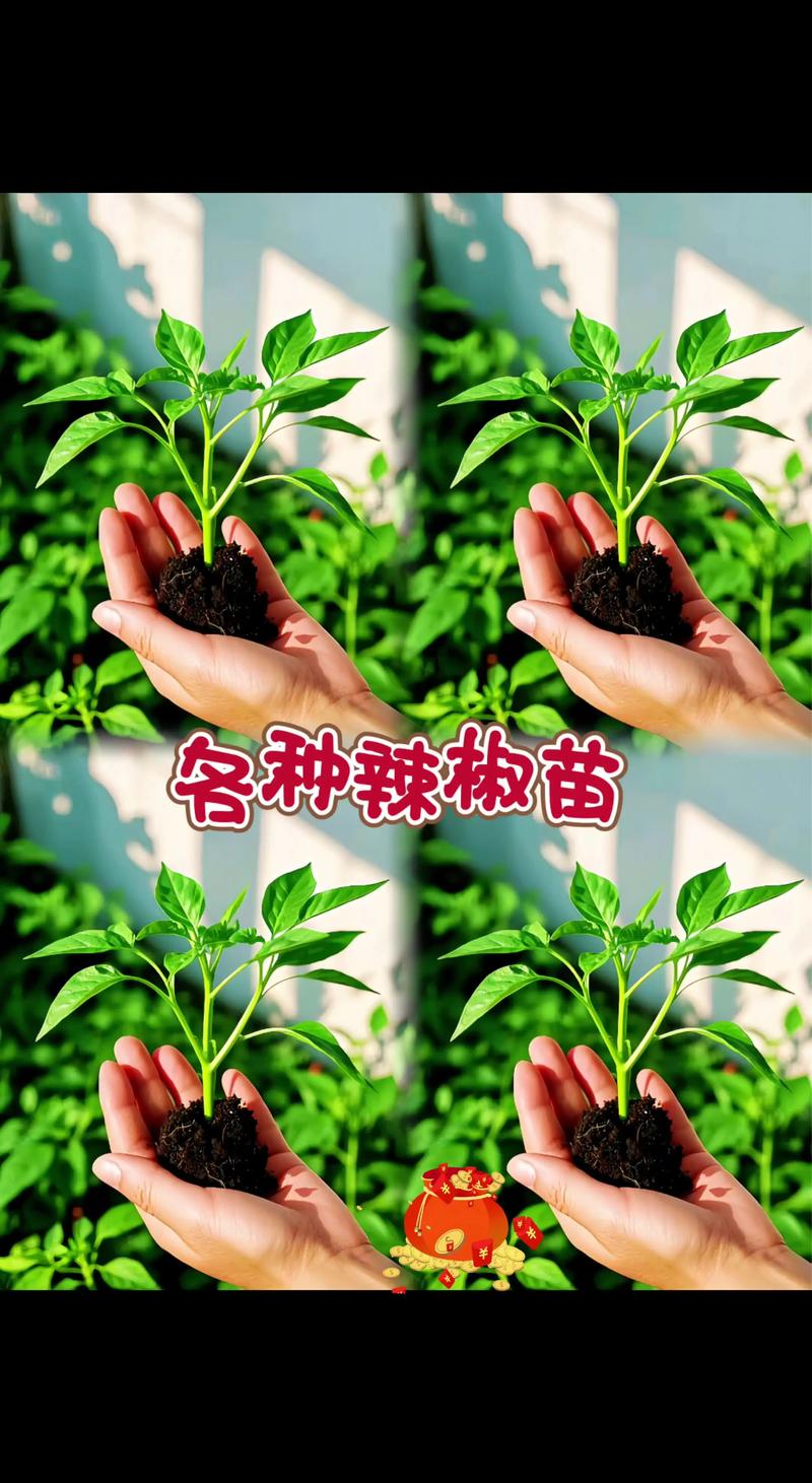 辣椒苗要掐尖吗?教你正确判断与操作,增产又壮棵 二、辣椒苗到底要不要掐尖?分情况讨论