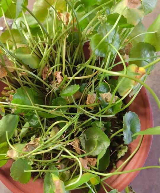 铜钱草叶子干枯怎么办？原因与补救方法全解析