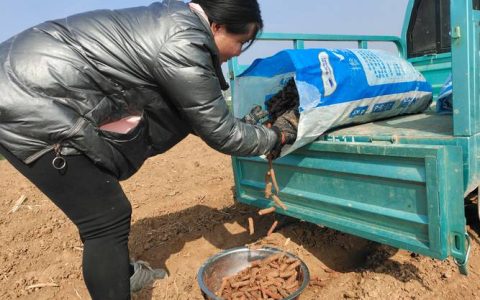 丹参价格是多少？规格、产地、季节影响报价