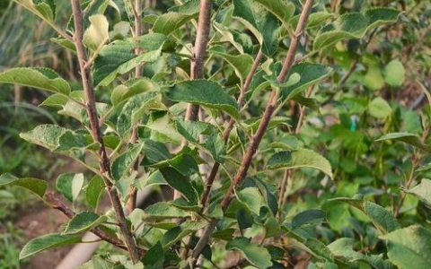 一棵苹果树能结果吗？自花结实与单株挂果全解析