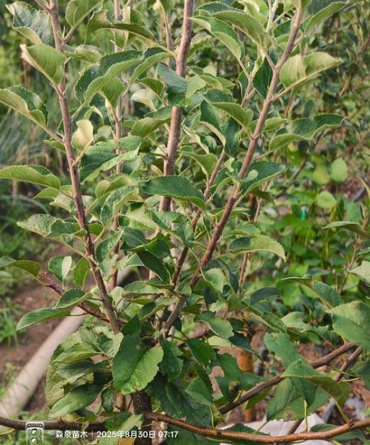 一棵苹果树能结果吗？自花结实与单株挂果全解析
