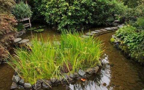 沉水植物有气孔吗？——水下生存的呼吸机制与栽培要点