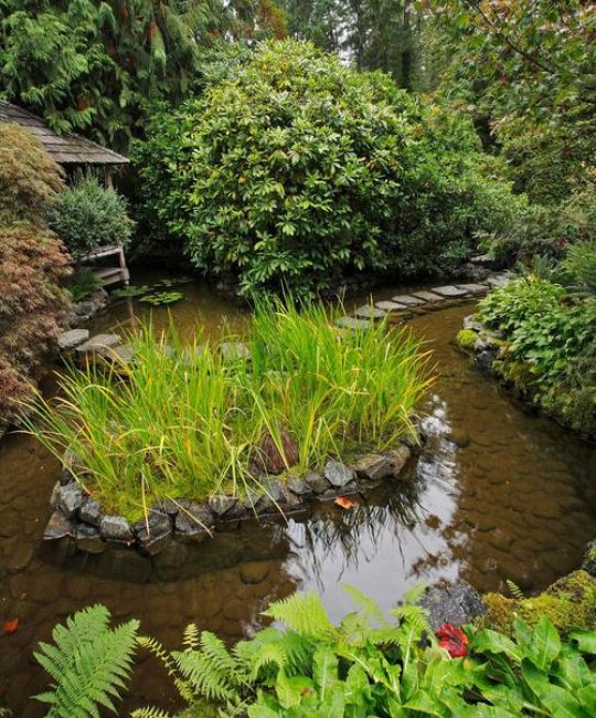 沉水植物有气孔吗？——水下生存的呼吸机制与栽培要点