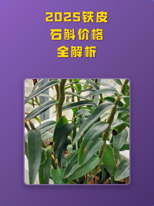 霍山石斛花多少钱一克?2025年市场参考价格全解析 常见问题(FAQ)