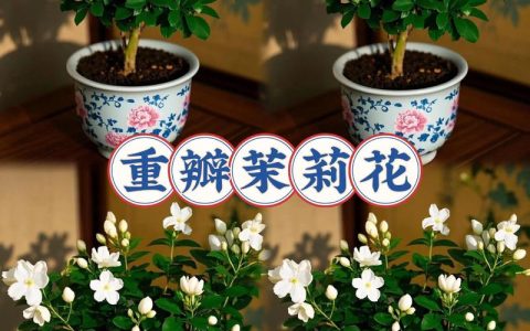 如何种好茉莉花盆栽——从选盆到成活的完整操作指南