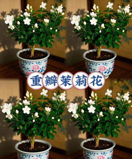 如何种好茉莉花盆栽——从选盆到成活的完整操作指南
