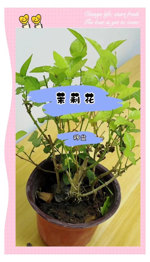 四、栽植深度