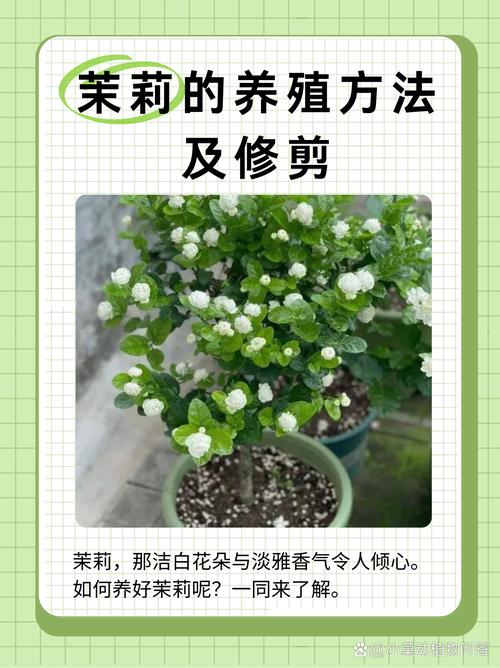 六、缓苗管理