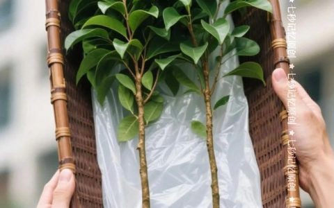如何种植金丝楠木：从选苗到养护的完整指南