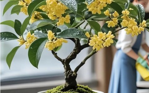 桂花树可以养在阳台吗？阳台盆栽桂花树的科学养护全攻略